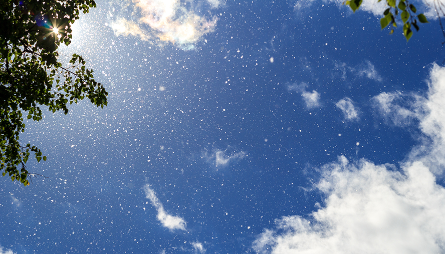 Pollen particles in the spring sky