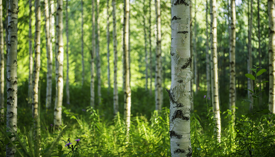 Trees and pollen of the forest