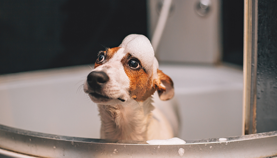 Dog getting a bath