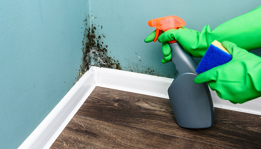 Black mold on a wall being sprayed