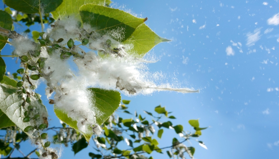 Cottonwood Trees