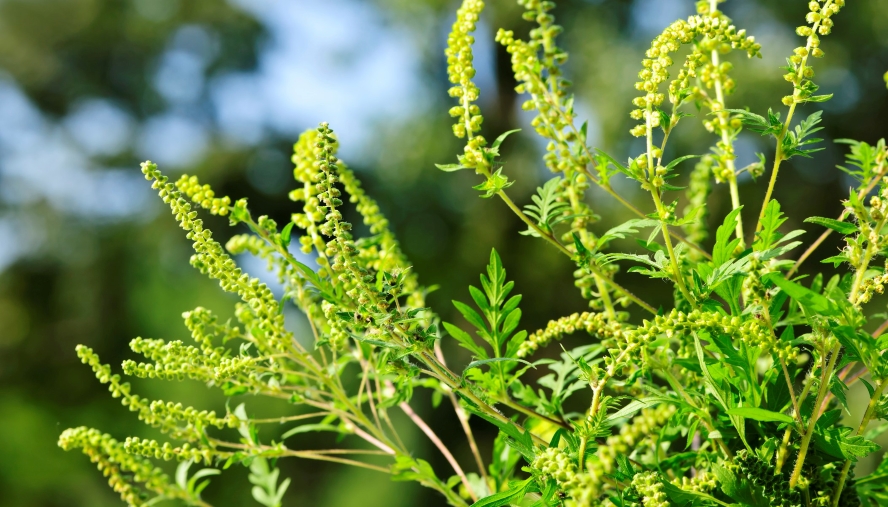 Ragweed